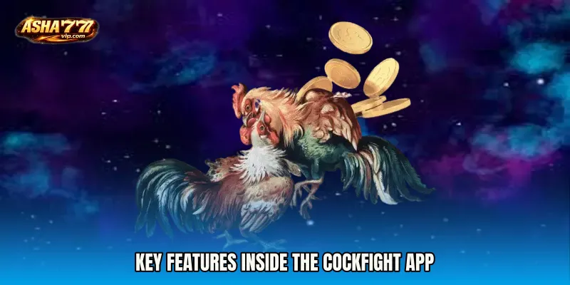 Key Features Inside the Cockfight App